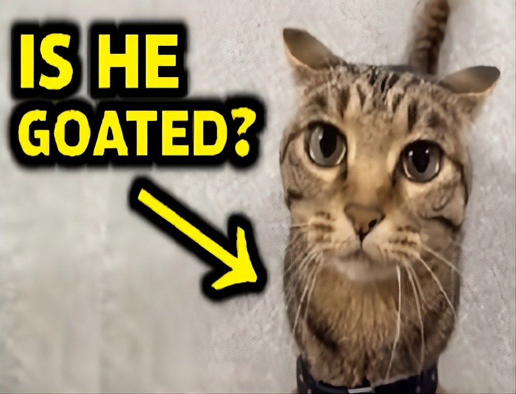 Cat reaction meme captioned is he goated
