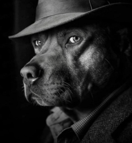 Skeptical detective dog reaction meme